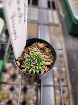 Gymnocalycium Mihanovichii Crested F2 Variegated Parents Rare Cactus Succulent  • $49.99