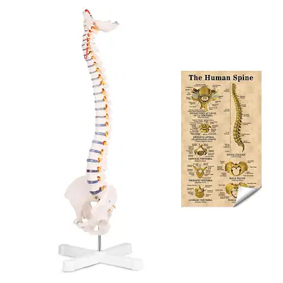 Flexible Spine Model 34'' Life Size Spine Anatomical Model With Vertebrae Nerv • $86.99