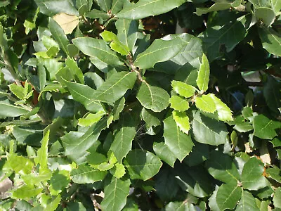 3 Evergreen Oak Holm Oak Holly Oak Quercus Ilex - 15/20cm Tall Cell Grown • £14.99