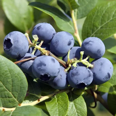 Blueberry Fruit Plant Garden Hardy Bluecrop Range 9cm 2 4 Or 10L Pots T&M NEW • £19.99