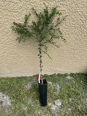 Red Finger Lime Tree - 3++ Foot Tall - Live Citrus Plant-Grafted- No Ship To Cal • $40