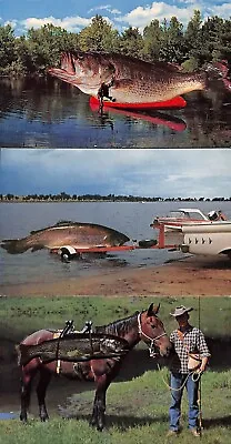 3 Chrome Postcards Fishing Fish Boat Trailer Horse Exaggerated Postcard • $6