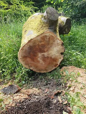£100 • Buy Large Beech Tree Trunk Section/Log/Wood - Carving/Woodworking 600mm Diameter