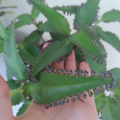 Mexican Hat Plant / Mother Of Thousands / Kalanchoe X 20 Plantlets Pups  • £5