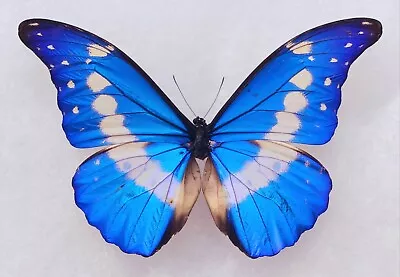 Real Framed Butterfly Blue Morpho Helena Rare Special Colors Riker Display • $120