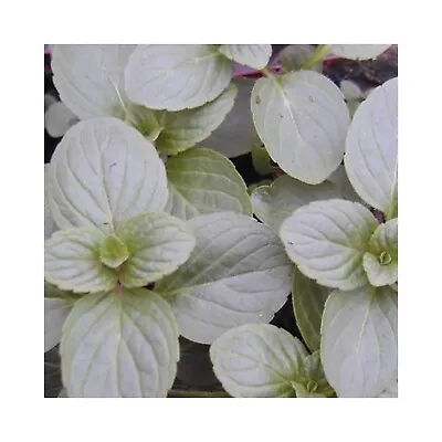 6 Mint White Peppermint  - Herb Plug Plants - Grow Your Own Herb Garden • £12.99