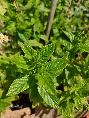 Organic Garden Mint Aromatic And Strong Mint Plug Plant. -UK- • £12