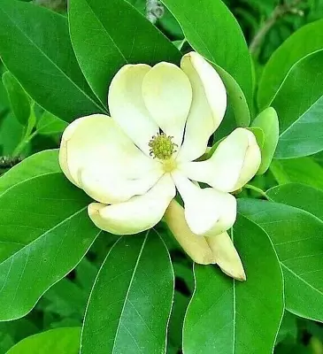 6 - 16 Tall Evergreen Tree Magnolia Virginiana Sweet Bay Sweetbay Magnolia • $14.99