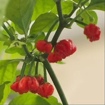 LIVE PLANT  --Dragon's Breath  -- Seedling Lot Of 6  Worlds Super Reaper Pepper • $35