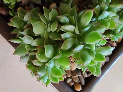 Echeveria Moon Gadnis Crested Large • $20