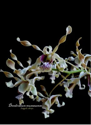 $110 • Buy Orchid Species Flask Dendrobium Mussauense
