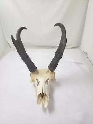 Pronghorn Antelope Skull And Horns Mounted Lodge Cabin Decor  • $69.99