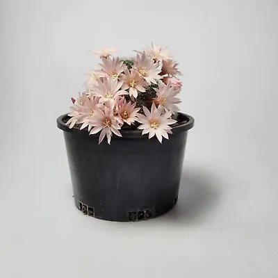 Rebutia Pulvinosa Ssp. Albiflora  - Cacti (Rare White Flower) • $12