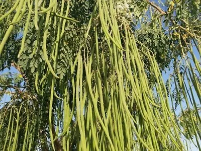 Moringa Oleifera ODC | 5_Seeds • $14.95