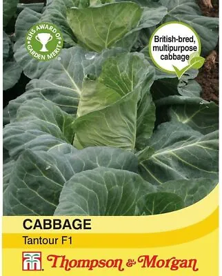 Cabbage Seeds Vegetable Garden Plants 'Tantour' Annual 1 Packet Of Seeds T&M • £3.99