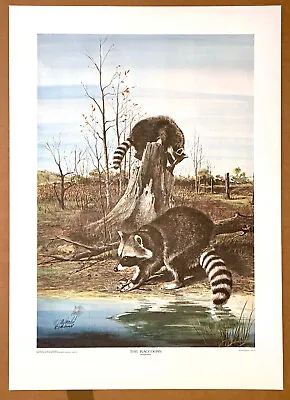 Original Pencil Remarqued  Raccoons  Limited Edition Print R.J. Ralph McDonald • $225