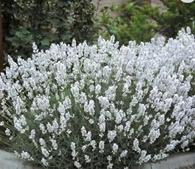 White Lavender Beautiful Unique Fragrant White Flowers 100 Seeds • £2