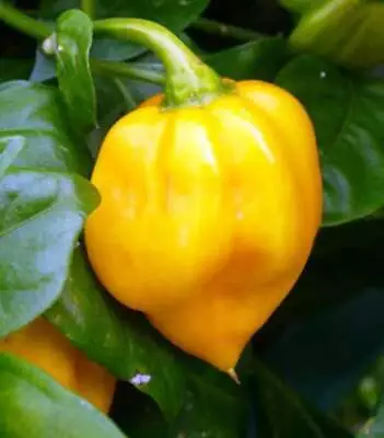 25 CARRIBEAN YELLOW HABANERO PEPPER SEEDS ~ Heirloomseedguy ~ 2024 ~ NON-GMO • $1.67