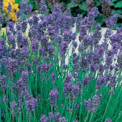 Drought Tolerant English Lavender Munstead Shrubs Garden Plants With Highly Scen • £10.33
