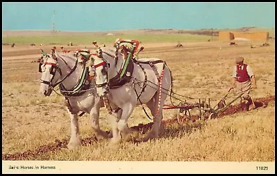 Animals: Horses. Shire Horses Ploughing Field. Unposted. • £4.99