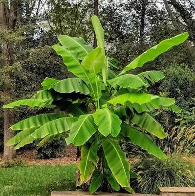 ~BASJOO Banana Tree~~Cold Hardy Musa Live Banana Tree-SMALL ROOTED STARTER PLANT • $21.95