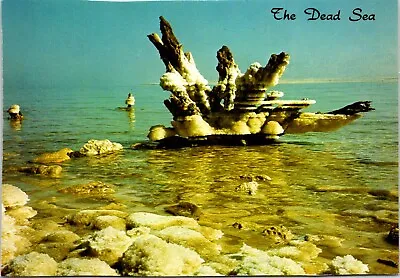 Postcard Holy Land Dead Sea Salt Crystals Skeletons Trees Israel C24 • $4.99