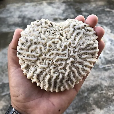 $100 • Buy Natural Heart Shaped White Caribbean Brain Coral Fossil Salt Water Fish Tank 🐠