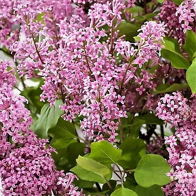 Syringa Flowerfesta Pink In 9cm Pot - Dwarf Korean Scented Lilac Bush • £9.99