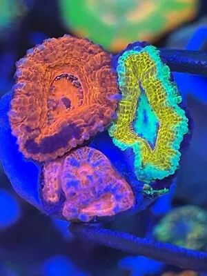 Acan Pack - Reef Kingdom Coral Salt Water Tank WYSIWYG • $30