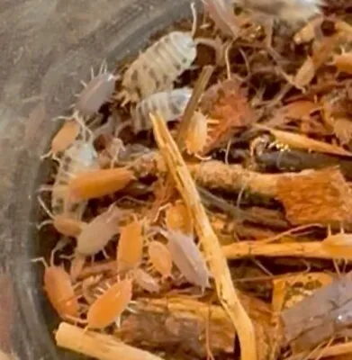 100+ Mixed Isopods  -  READ DESCRIPTION FOR DELIVERY INFO AND GUARANTEE! • $25