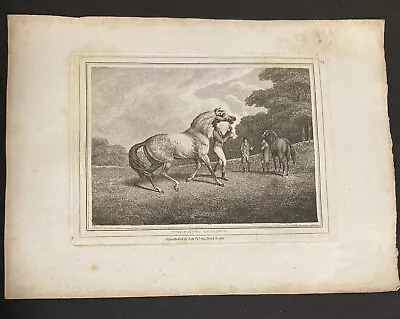 £4 • Buy Etching By Samuel Howitt THE RACING STALLION