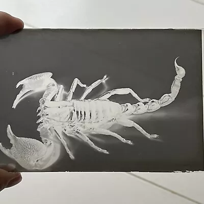 £202.90 • Buy Antique Original Glass Photograph Negative Scorpion Odd Creepy Critter