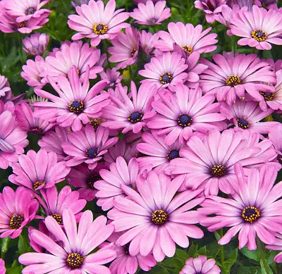 Osteospermum Dalina Compact Lavender 3 Plug Plant To Be Grown On • £9.75