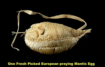 1 European Praying Mantis Egg Case Fresh Picked 2024 Crystal Clear Incubator • $39.99