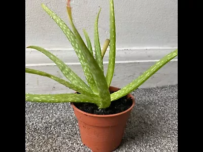 Aloe Vera Therapeutic Indoor Office Plant In Pot Ideal Use For Medicinal / Skin  • £12