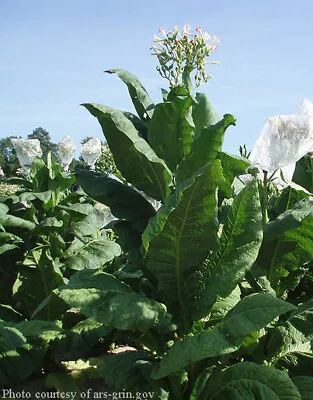 1000 Virginia Gold Tobacco Seeds ~ Heirloom Nicotiana Tabacum ~ Fast Grow • $4.99