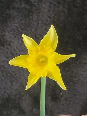 24 Fresh Daffodil Bulbs -Dug Upon Order - Yellow Flower Plant In Fall Perennial  • $10