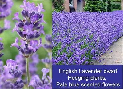 £22.50 • Buy 12x Lavandula Munstead Fragrant Lavender Shrubs. Compact Flowering Hedge Plants