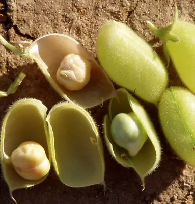 Marvel Chickpea Seeds | Garbanzo Beans Egyptian Pea Indian Edamame Seed 2024 • $3.95