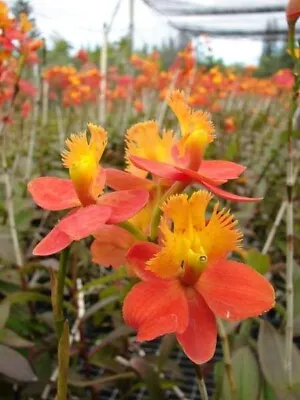 Epidendrum Hybrid Orchid Seedling  Pink Yellow Orange 4” Pt Long Stem Tall Plant • $27.19