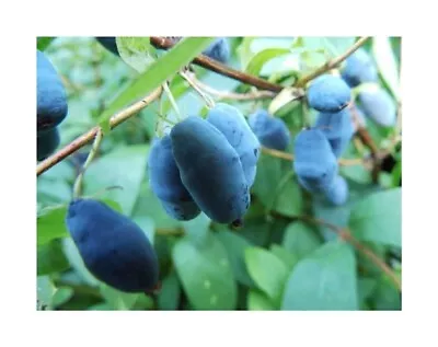 15x Blue Heckenkirsche Lonicera Caerulea Ornamental Plant Seeds A346 • £4.78