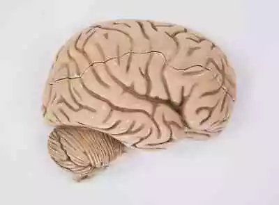 Vintage Anatomical Brain Model 1970s Anatomy Human Brain Anatomy Model • $139