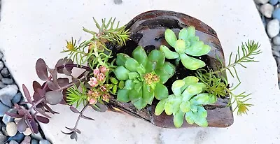 Succulent Plant Arrangement Desert Mesquite Wood Planter Rustic Table Decor • $50