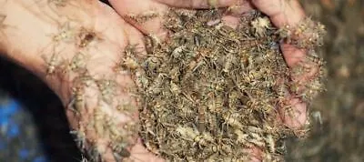 Live Banded Crickets - Different Sizes - 250-2000 Counts - Reptile Feeders • $34.06