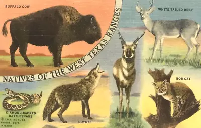 Vintage Postcard Natives Of The West Texas Ranges Animals Linen 1943 • $4.99