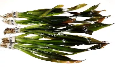 £5.49 • Buy Vallisneria Gigantea  Giant Val  Vallis Bunch Live Aquarium Aquatic Plants