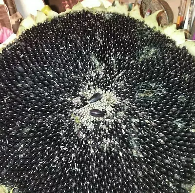 Mammoth Black Seeded Sunflower Seeds - Comb. S/H • $2.99