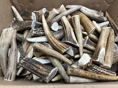 £35 • Buy 10 X Dog Chew Red Deer Antlers 100% Fresh & Natural Strong (S Size)