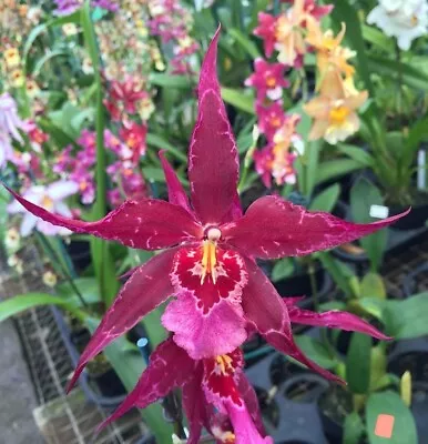 Orchid Oncidium (Aliceara) Stellar 'Hoku' • $32.50