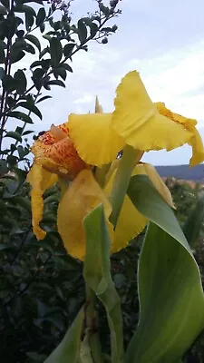  3 Young Canna Lily Plant Yellow With Red Flecks • £11.99